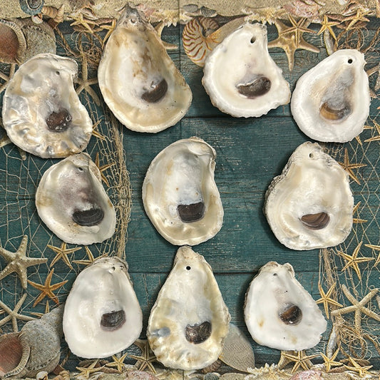 10 Small Pre-drilled Oysters