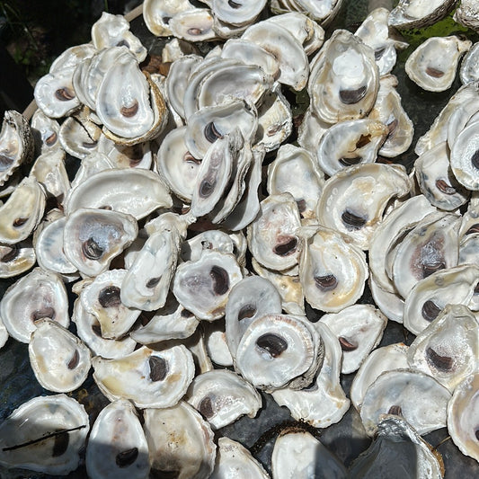 10 Medium Pre-drilled Oysters