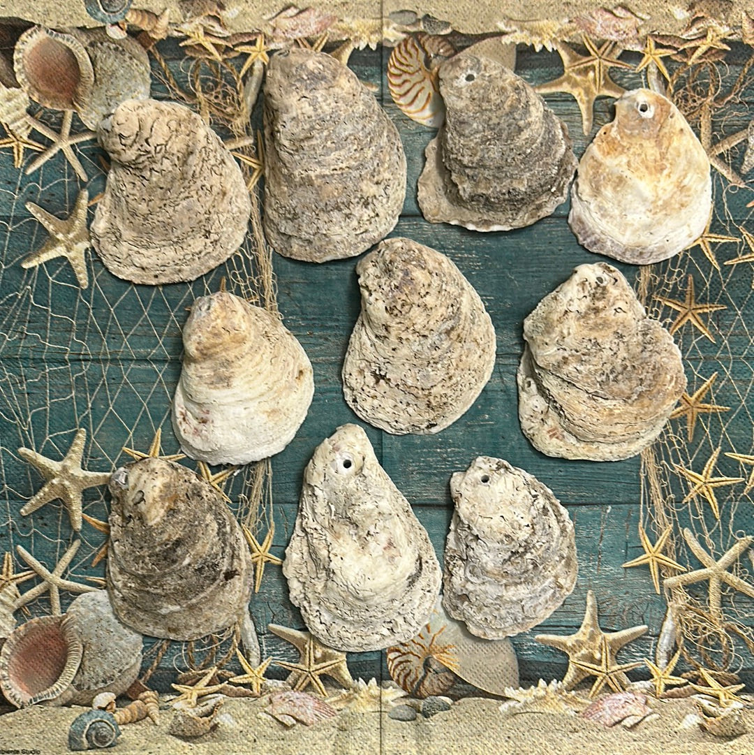 10 Small Pre-drilled Oysters