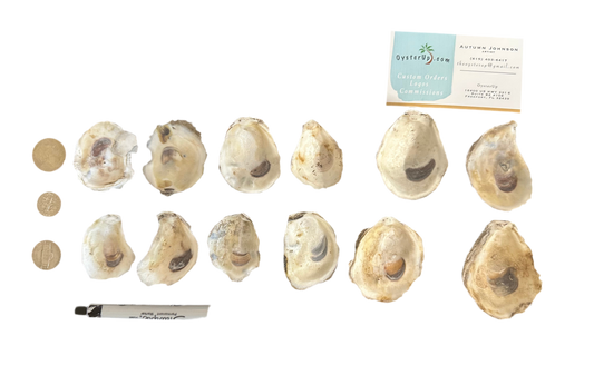 12 Baby Shells