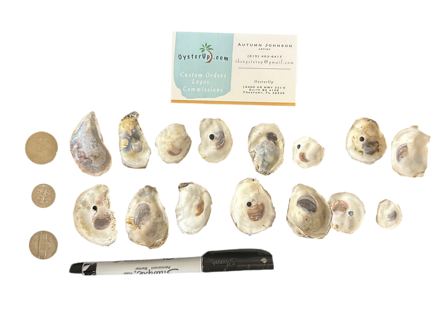 15 Tiny Baby Shells
