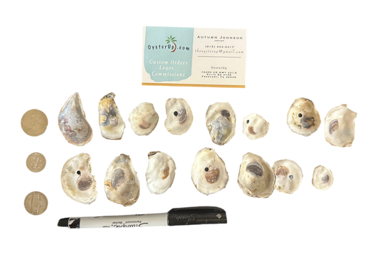 15 Tiny Baby Shells