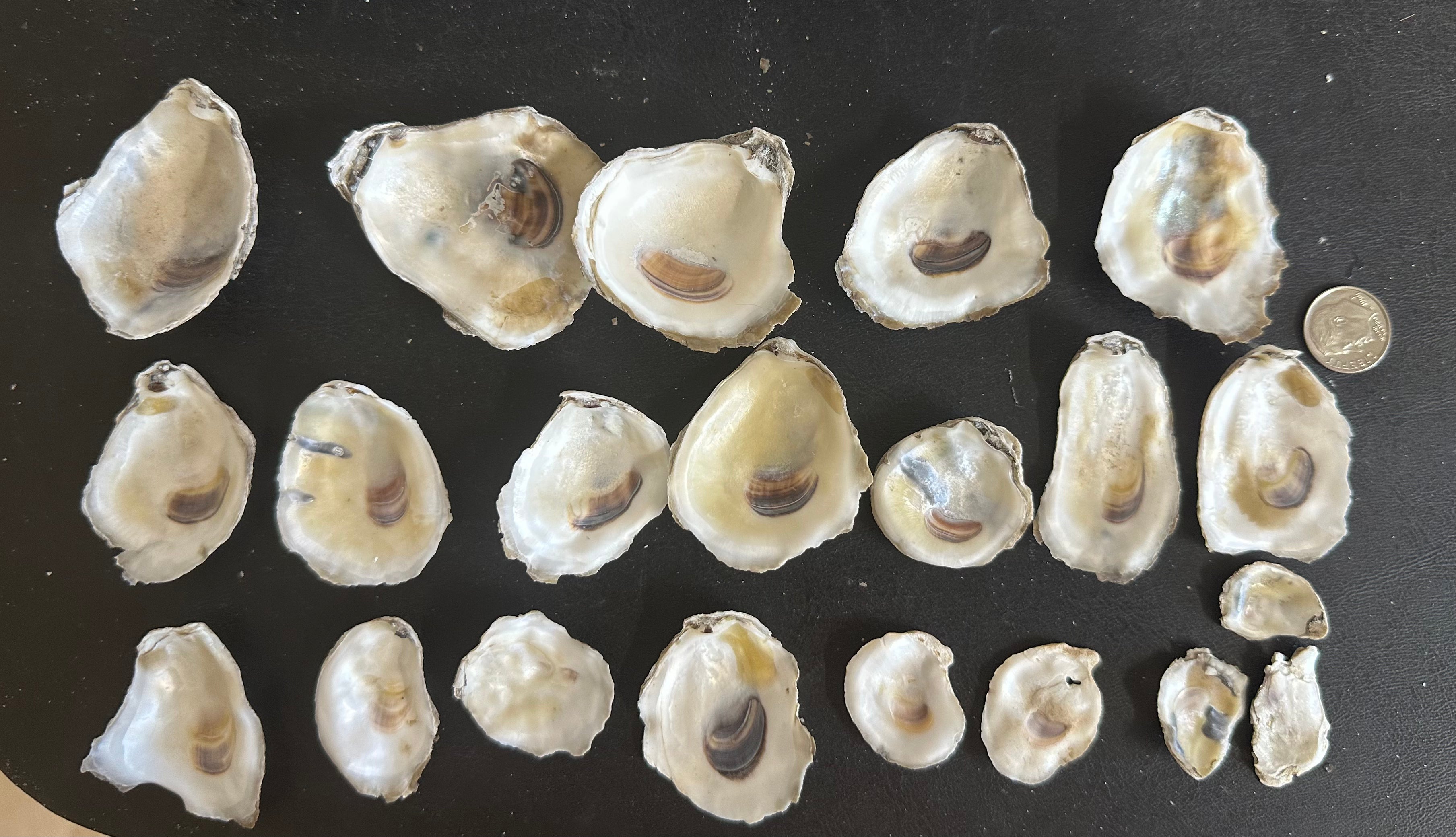 12+ Extra Small Shells – OysterUp
