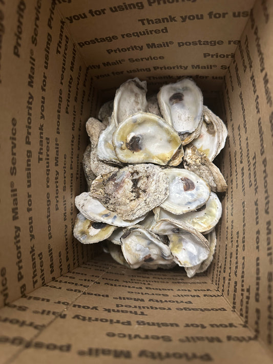 30+ Small Oysters