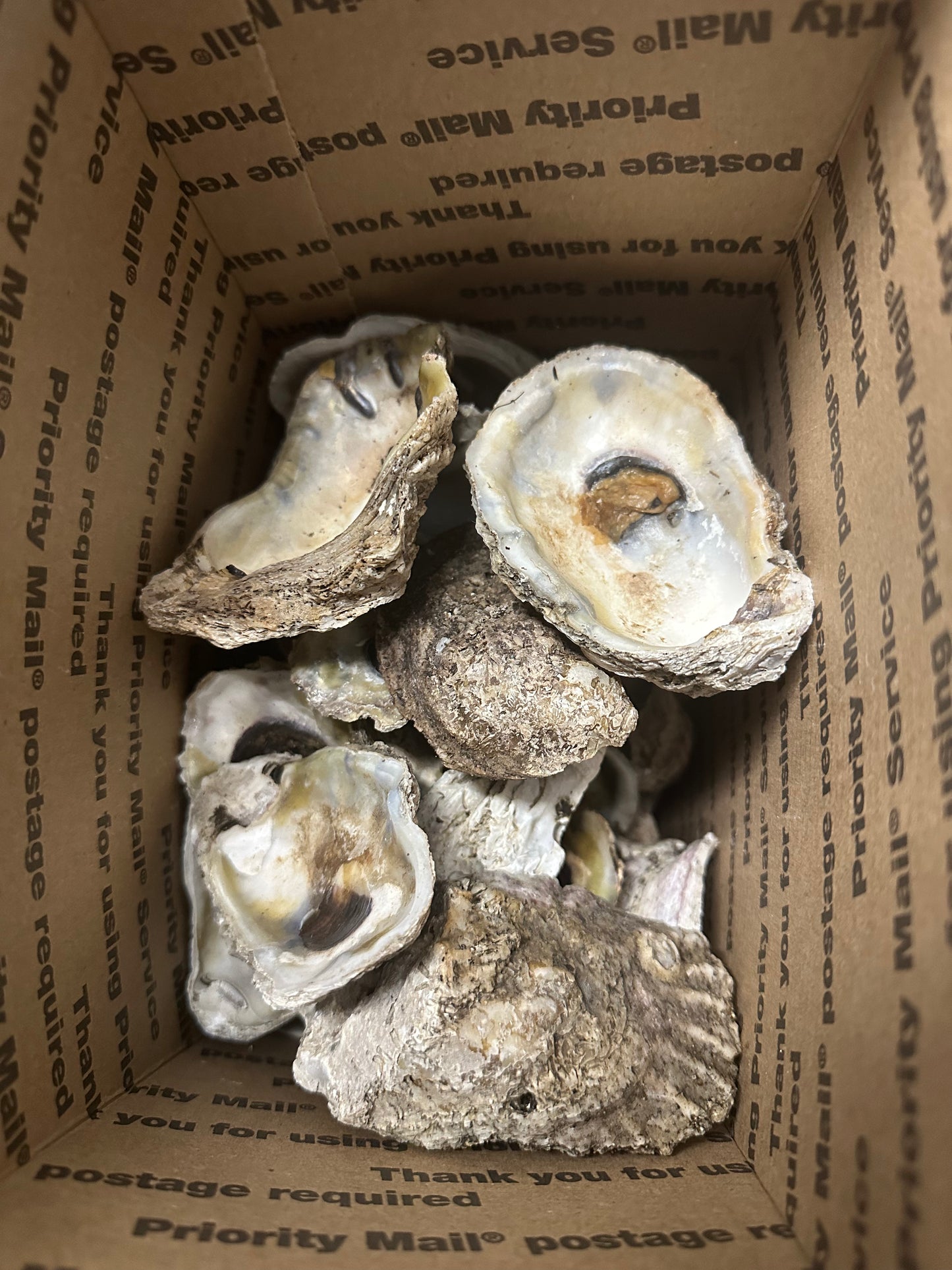 30+ Bowl Shape Oysters
