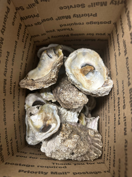 30+ Bowl Shape Oysters